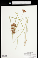 Cyperus setigerus image