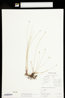 Eleocharis compressa image