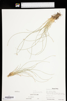 Eleocharis rostellata image