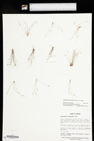 Cyperus hemidrummondii image