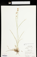 Rhynchospora harveyi image