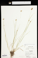 Rhynchospora harveyi var. harveyi image