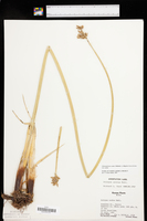 Schoenoplectus acutus var. acutus image