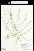 Scleria triglomerata image