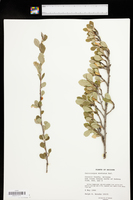 Cercocarpus montanus image