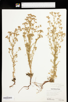 Chamaerhodos erecta var. parviflora image