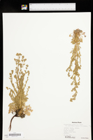 Chamaerhodos erecta var. parviflora image