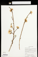 Prunus persica image