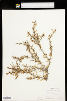 Prunus minutiflora image