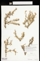 Purshia ericifolia image