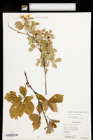 Rubus hancinianus image