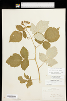 Rubus idaeus var. idaeus image