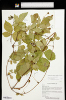 Rubus roribaccus image