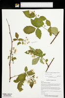 Rubus ablatus image