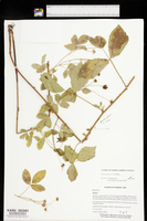 Rubus meracus image