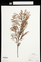 Acaciella angustissima var. angustissima image