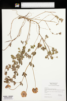 Lotus pedunculatus image
