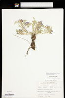 Astragalus crassicarpus image