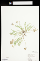 Astragalus distortus var. distortus image