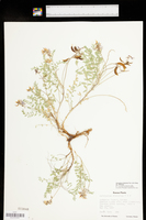 Astragalus distortus image