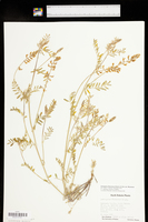 Astragalus flexuosus var. flexuosus image