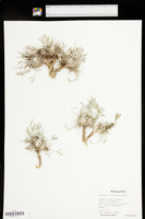 Astragalus gilviflorus image