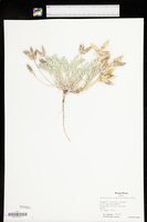Astragalus missouriensis image