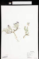 Astragalus missouriensis var. missouriensis image
