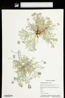 Astragalus lotiflorus image
