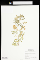 Astragalus lentiginosus var. lentiginosus image
