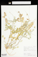 Astragalus lentiginosus var. ambiguus image
