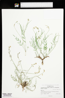 Astragalus miser var. oblongifolius image