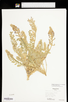 Astragalus mollissimus var. mollissimus image