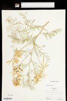 Astragalus racemosus image
