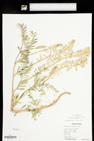 Astragalus racemosus var. racemosus image