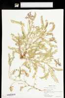 Astragalus plattensis image