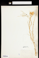 Astragalus pterocarpus image