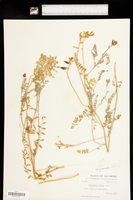 Astragalus puniceus var. puniceus image