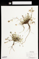 Astragalus purpusii image