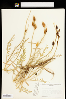 Astragalus reventus image