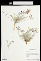 Astragalus missouriensis var. missouriensis image
