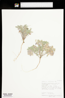 Astragalus pulsiferae image