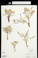 Astragalus shortianus image