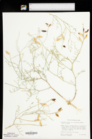 Astragalus serenoi var. sordescens image