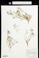 Astragalus vexilliflexus image