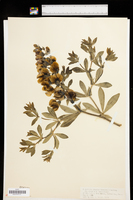 Baptisia bicolor image