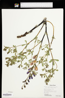 Baptisia australis image