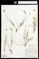 Dalea tenuifolia image