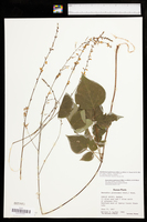 Hylodesmum glutinosum image