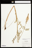 Hedysarum alpinum var. philoscia image